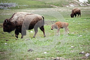 Mother and baby buffalo