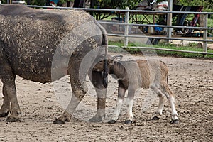 Mother and baby buffalo