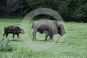 Mother and baby buffalo