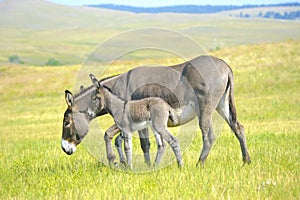 Mother and Baby Burro