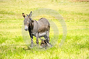 Mother and Baby Burro