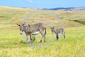 A mother and baby burro