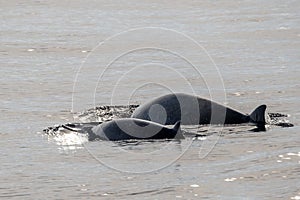 Mother and baby calf Cuvier Goose Beaked whale dolphin Ziphius cavirostris
