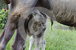 Mother and baby camel 2