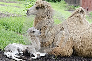 Mother and baby camel