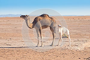 Mother and baby camel in Sahara desert, beautiful wildlife near oasis. Camels walking in the Morocco.