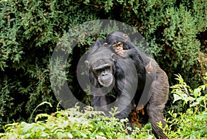 Mother with baby Chimpanzee on its back