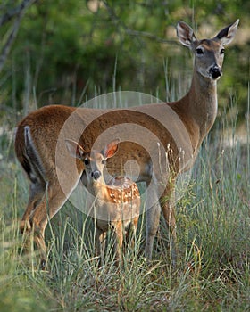 Mother and baby deer