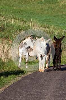 Mother and Baby Donkey