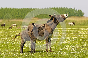 Mother and baby donkeys bray photo