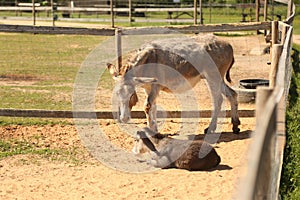 Mother and baby donkeys on the floral meadow