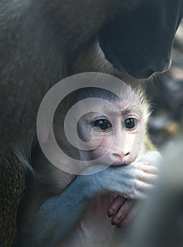 Mother and baby Drill monkeys