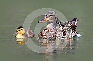 Mother and Baby Duck