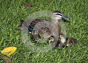 Mother and baby ducks