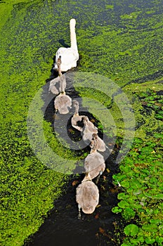 Mother and Baby Ducks in Kinderdijk, Netherlands