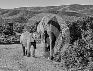 Mother and baby Elephant