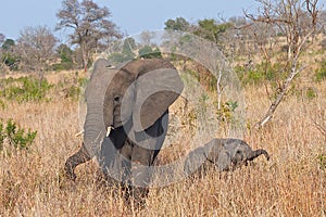 Mother & baby elephant