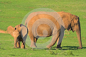 Mother & Baby Elephant