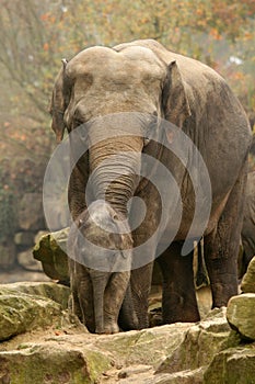 Mother and baby elephant