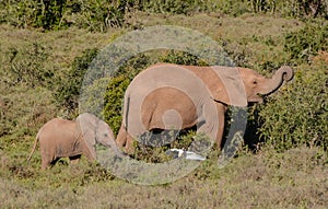 Mother And Baby Elephant