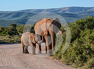 Mother and baby Elephant