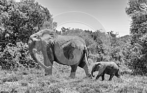 Mother and baby Elephant