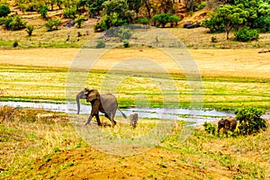 Mother and Baby Elephant coming from the Letaba River in Kruger Park, South Africa