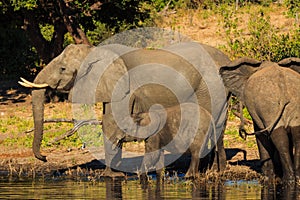 Mother and baby elephant drinking Chobe Botswana