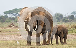 Mother and baby elephant dust bathing in Amboseli National Park Kenya