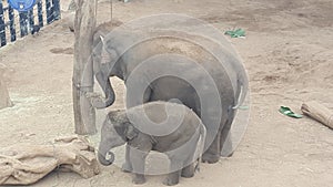 Mother and Baby elephant feeding together at Taronga Zoo, Mosman NSW, Australia