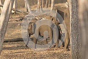 Mother and Baby Elephant in the Forest