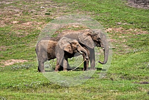 Mother and baby elephant out for a stroll