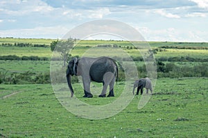 Mother and baby elephant on the plains in masai mara, kenya, africa.