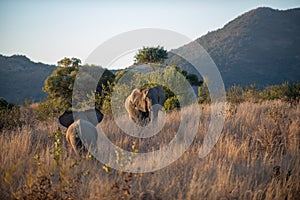 mother and baby elephant on safari