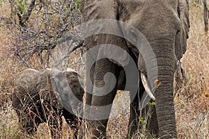 Mother and baby elephant in South Africa