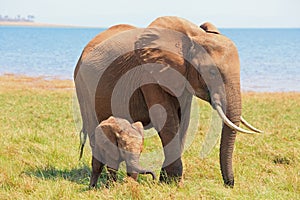 Mother and Baby Elephant standing on the shoreline in Lake Kariba