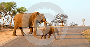 Mother and baby elephant walking across a road