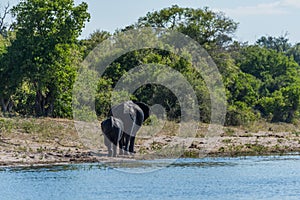 Mother and baby elephant walking along riverbank