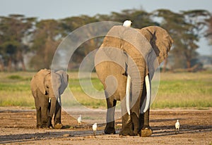 Mother and baby elephant walking with egrets in Amboseli National Park in Kenya