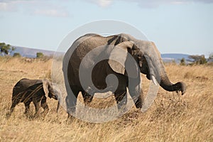 Mother and baby elephant walking through the grass