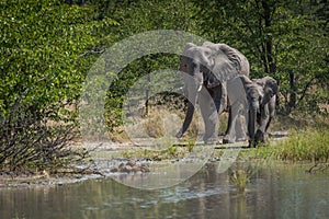 Mother and baby elephant beside water hole