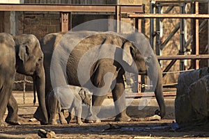 Mother and baby Elephants