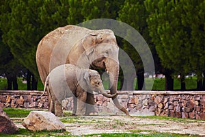 Mother and baby elephants