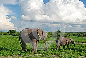 Mother and baby elephants in savannah(Zimbabwe)