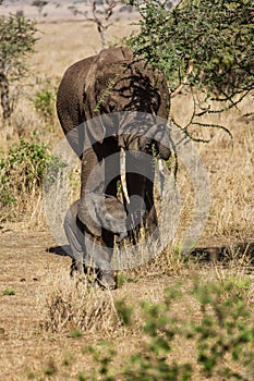 Mother and baby elephants