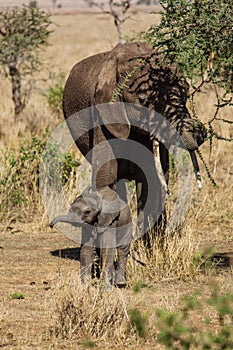 Mother and baby elephants