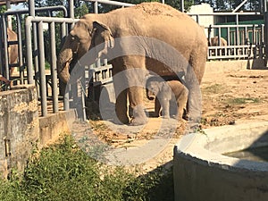 Mother and baby elephants at the zoo