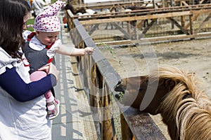 Mother and baby feeding the pony