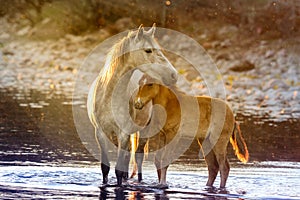 Mother & Baby filly Mustangs in Salt River, Arizona photo