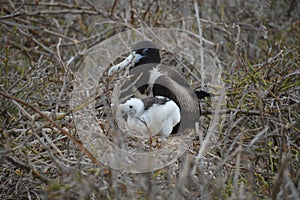 Mother and baby Frigate Bird from Galapagos